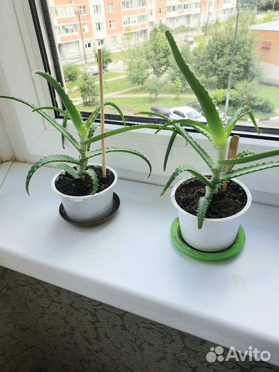 Алоэ лечебное столетник