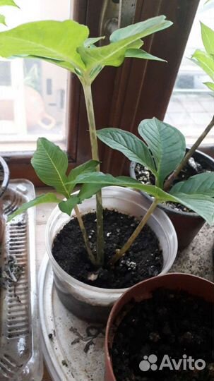 Пальма Аморфофаллиус- коньяк