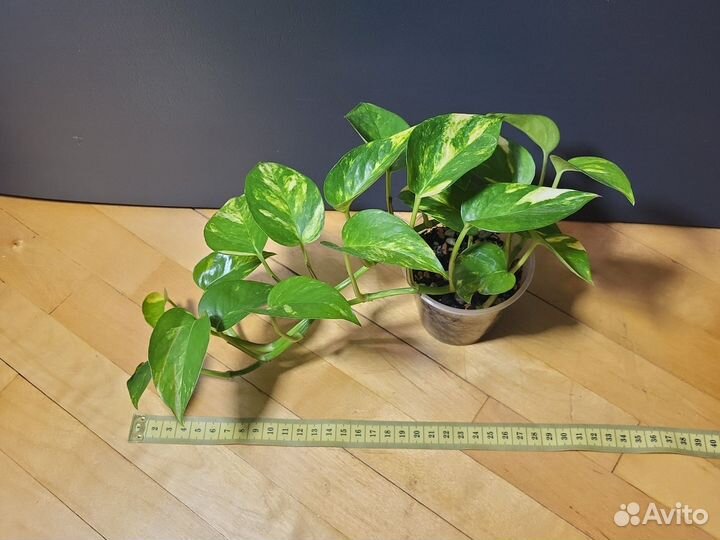 Эпипремнум золотистый