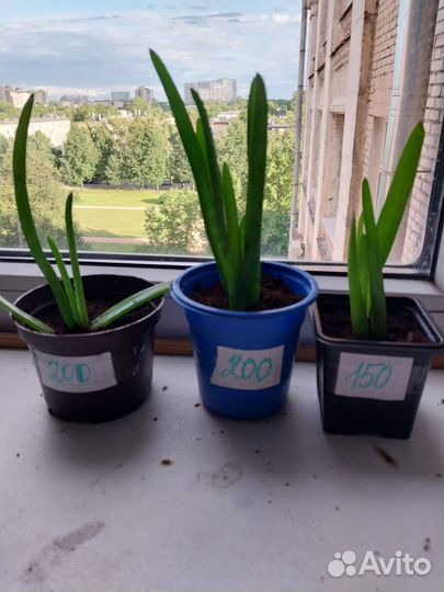 Алоэ, отростки