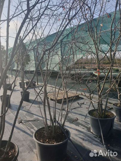 Ирга Ломарка