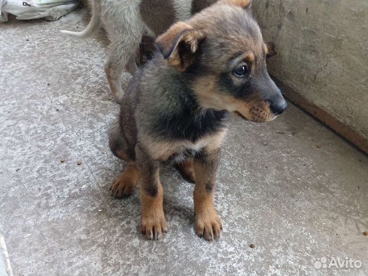 Нашли собак отдаём