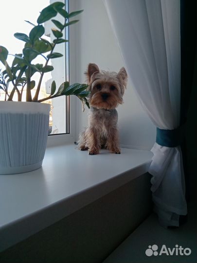 Игра для приставки ps 4