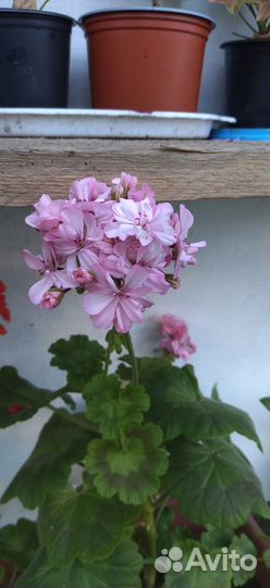 Пеларгонии сортовые