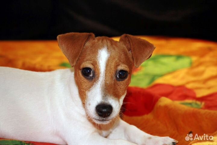 Коротколапая крошка от Чемпиона