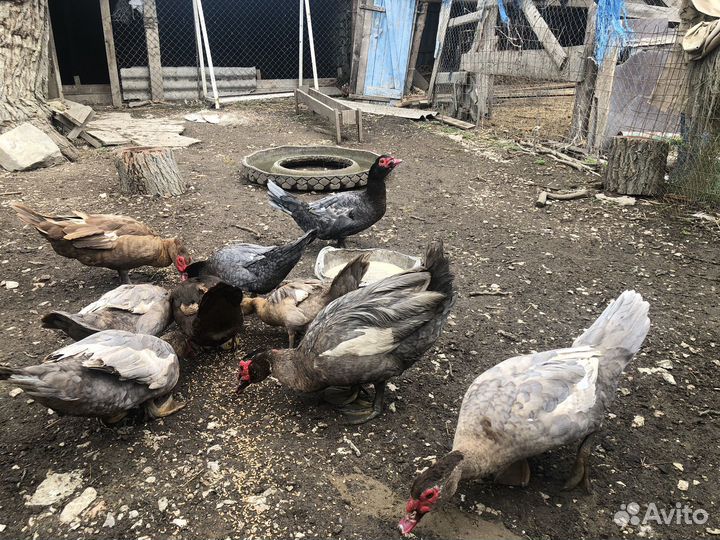 Утята индоутки