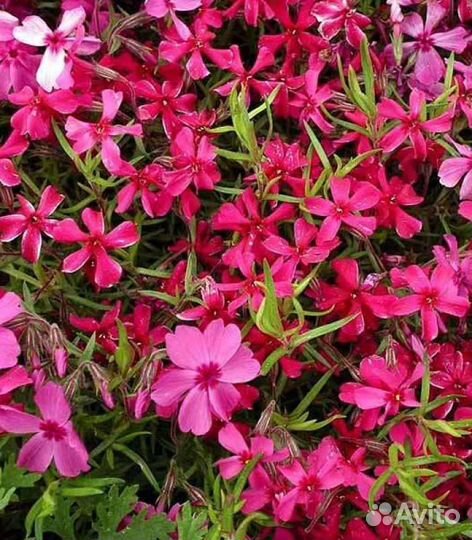 Растения и цветы для дачи и дома.Многолетники