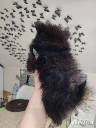 Куколка милашка