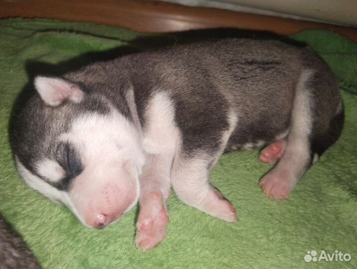 Щенки хаски