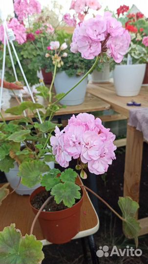 Пеларгония герань