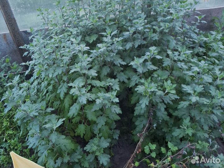 Хризантема