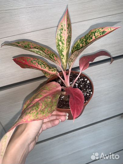 Аглаонема бидадари, престиж, дарк стар