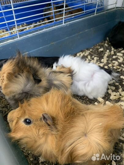 Морская свинка