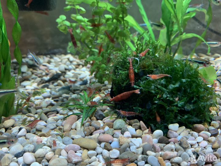 Аквариумные креветки вишня
