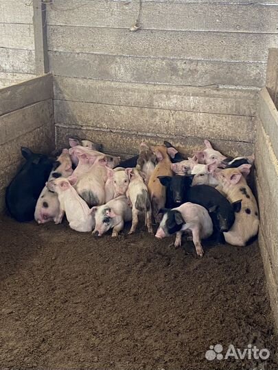 Поросята, свиньи, бараны Дорпер, быки