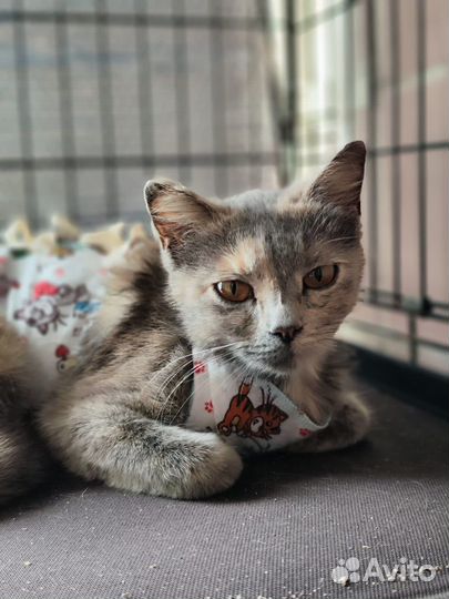 Кошечка Ксюшп серая с рыжим ищет дом