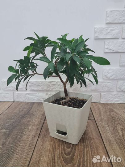 Бонсай Фикус Ретуза Фиброза