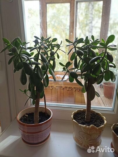 Крассула толстянка