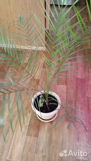 Финиковая пальма