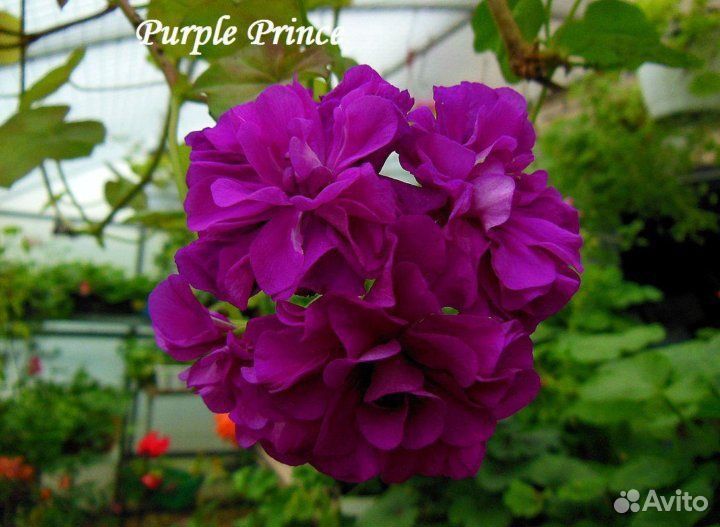 Пеларгония (герань) зональная