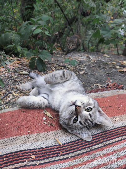 Котята в добрые руки бесплатно