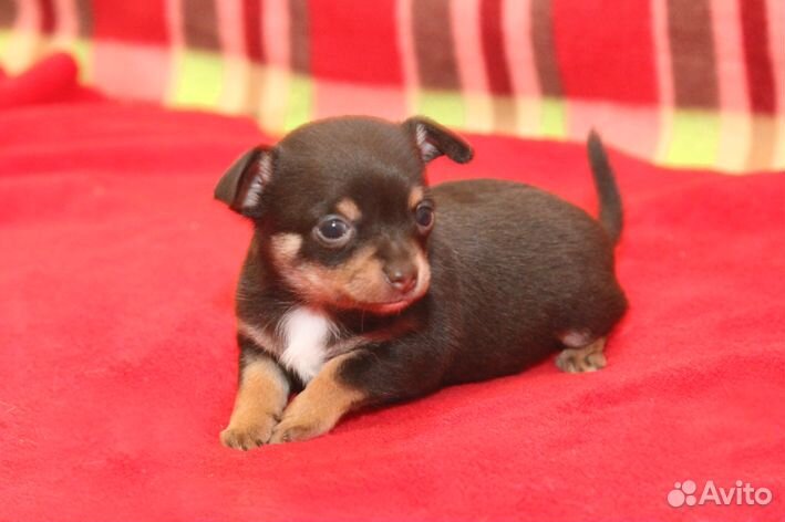 Гладкошерстные девочки И мальчики