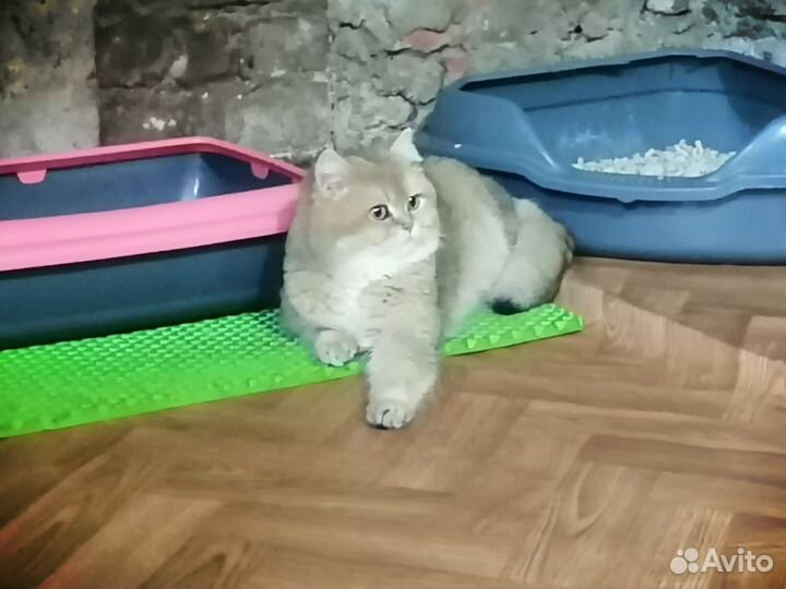 Золотой красавчик, вязка