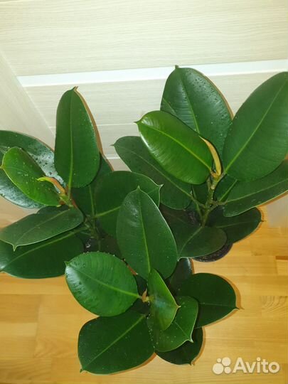 Фикус эластика робуста