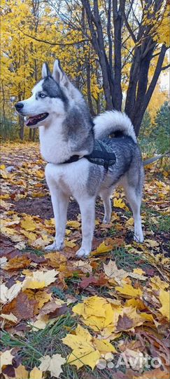 Сибирский хаски