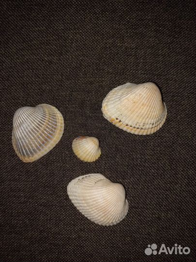 Ракушки морские для поделок или добавка для кур