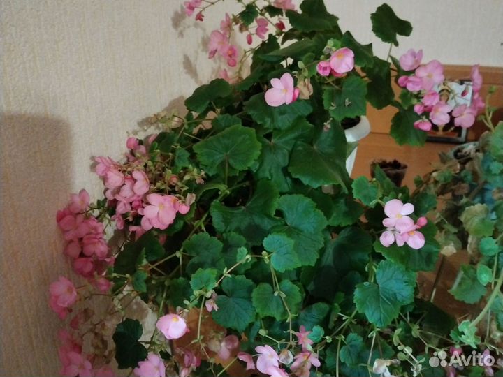 Цветы комнатные