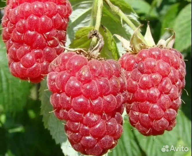 Саженцы Малины Таруса