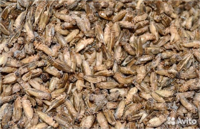 Зофобас кормовые насекомые мучник сверчки