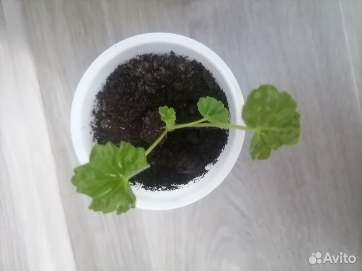 Пеларгония герань