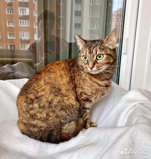 Чудо-кошка полосатка Тиффани в добрые руки