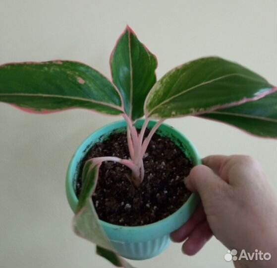 Комнатные цветы