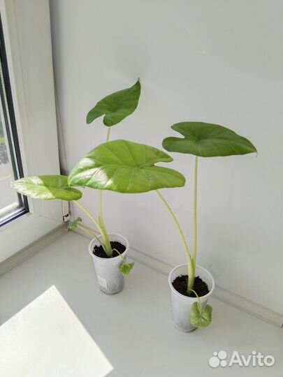 Алоказия клобучковая(кукулата)