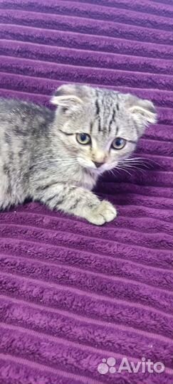 Кошки в добрые руки даром