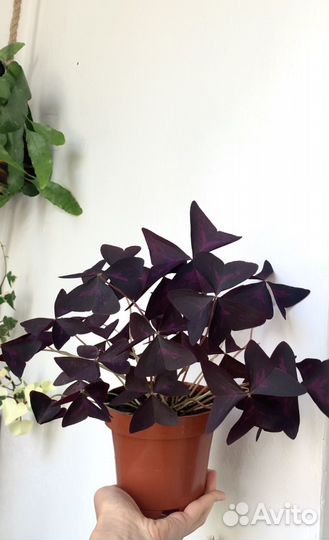 Оксалис, сансевиерия, спатиффилум, плектрантус