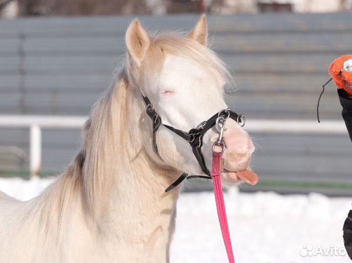 Мерин - арабо - пони, 130 см в/х