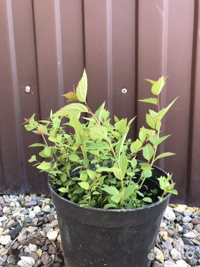 Декоративные кустарники и лианы