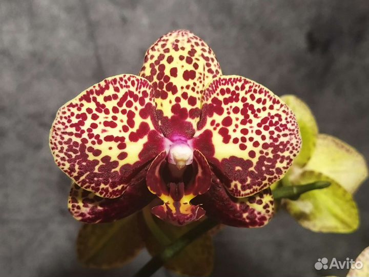 Сортовые орхидеи цветут