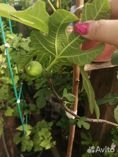 Саженцы инжира разных сортов