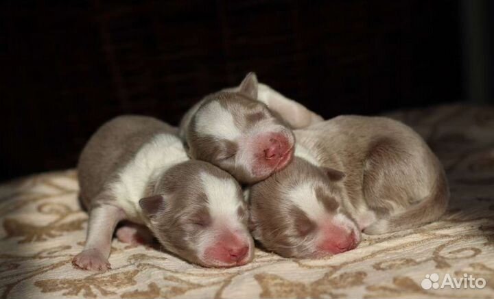 Щенки бордер колли