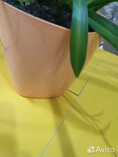 Хлорофитум