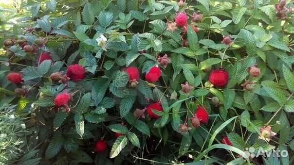 Норвежская малина