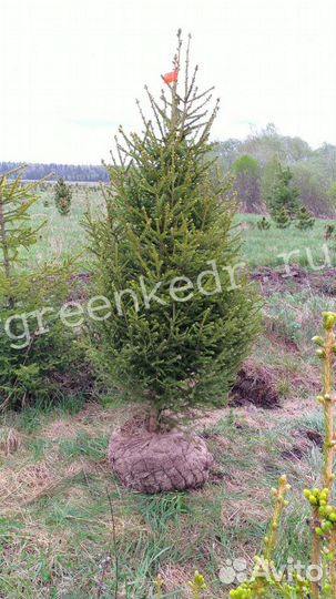 Саженцы Ель Сибирская 150см