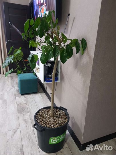 Мандариновое дерево