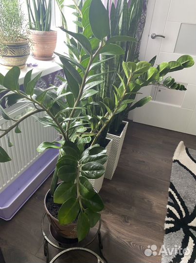 Замиокулькас