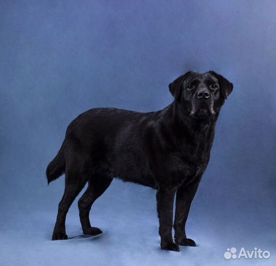 Стрижка собак и кошек - прибыльный бизнес